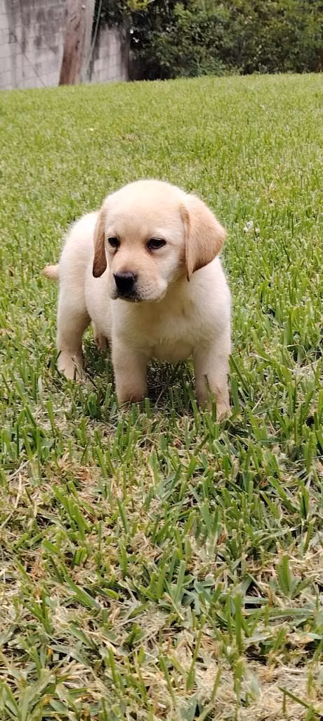 Labrador Pedigree A
