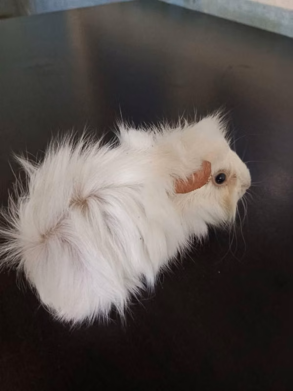 Cuyos abisinio disponible