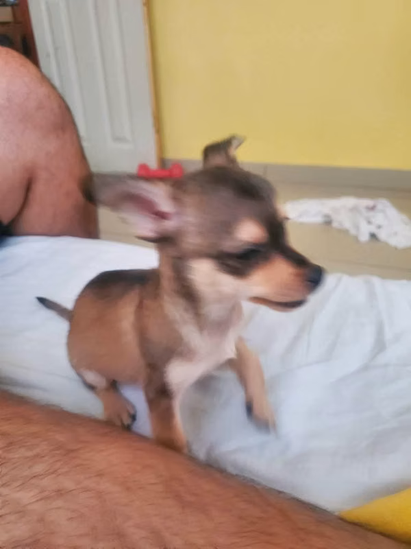 Chihuahua