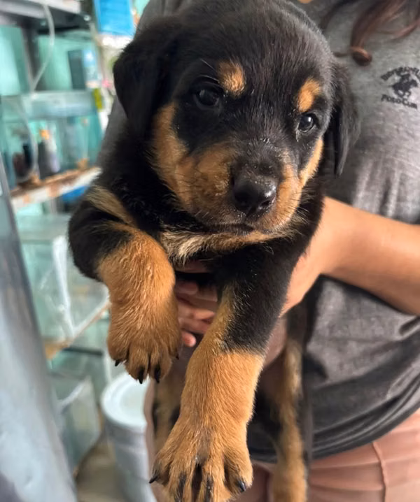 ROTTWAILER HEMBRA