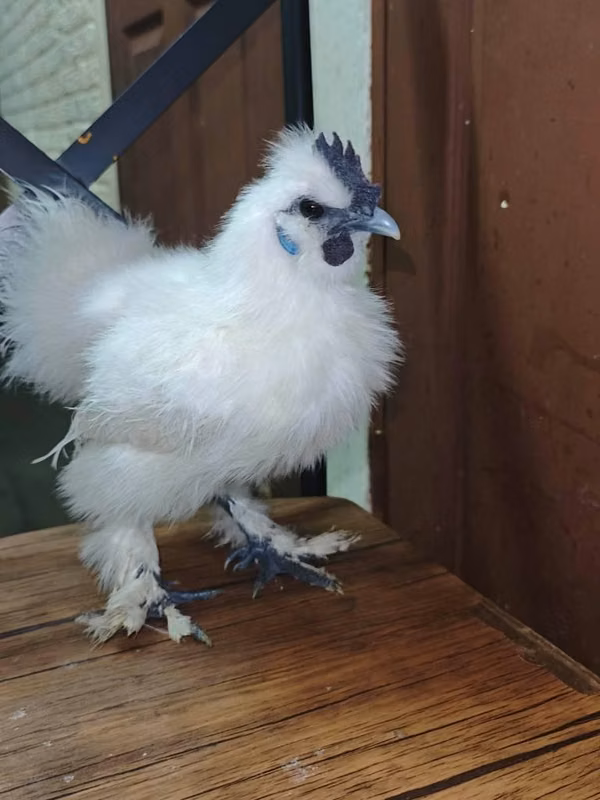 Vendo pollos sedoso japones a $30 cada uno.