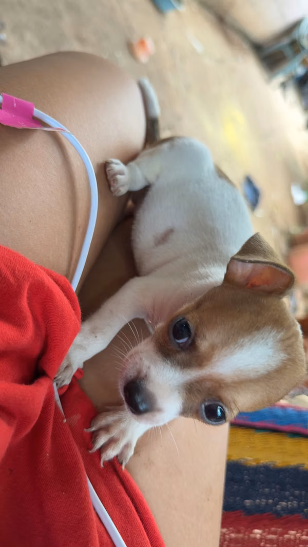 Chihuahua puros