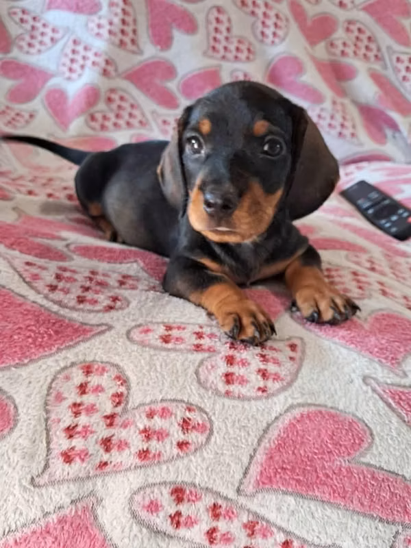 2 lindos cachorros salchicha