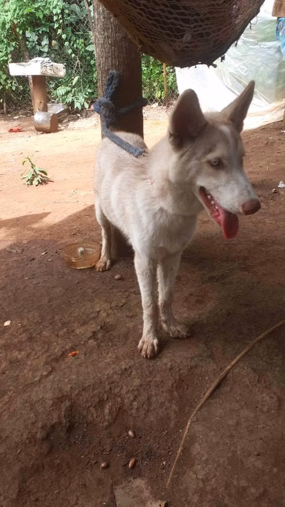 Perro husky