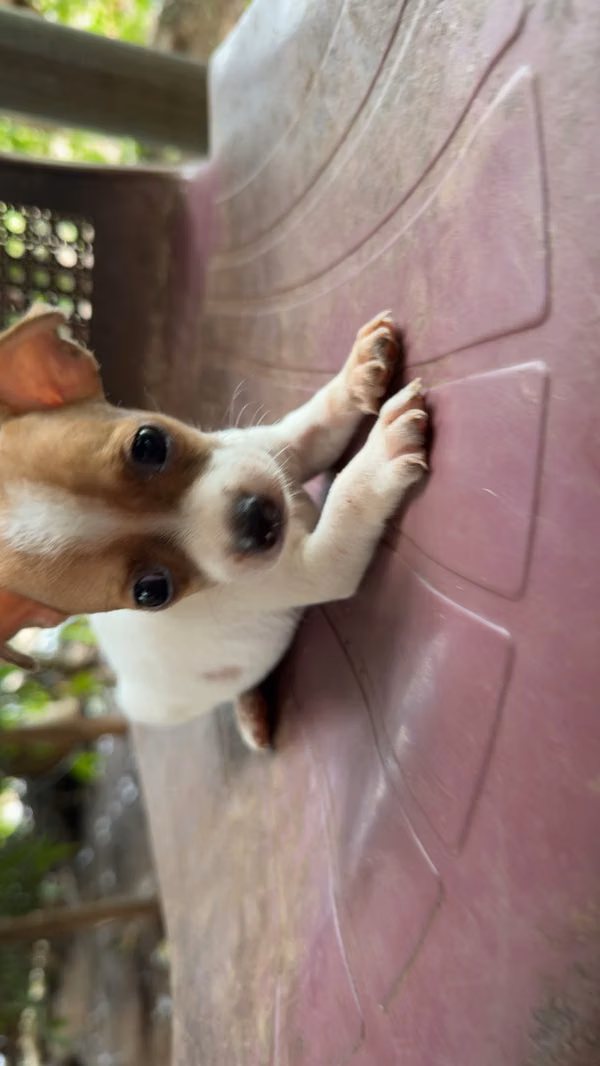 Chihuahua puro