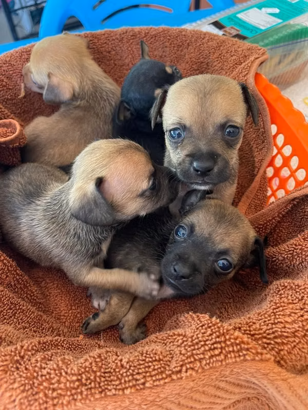 Chihuahuas