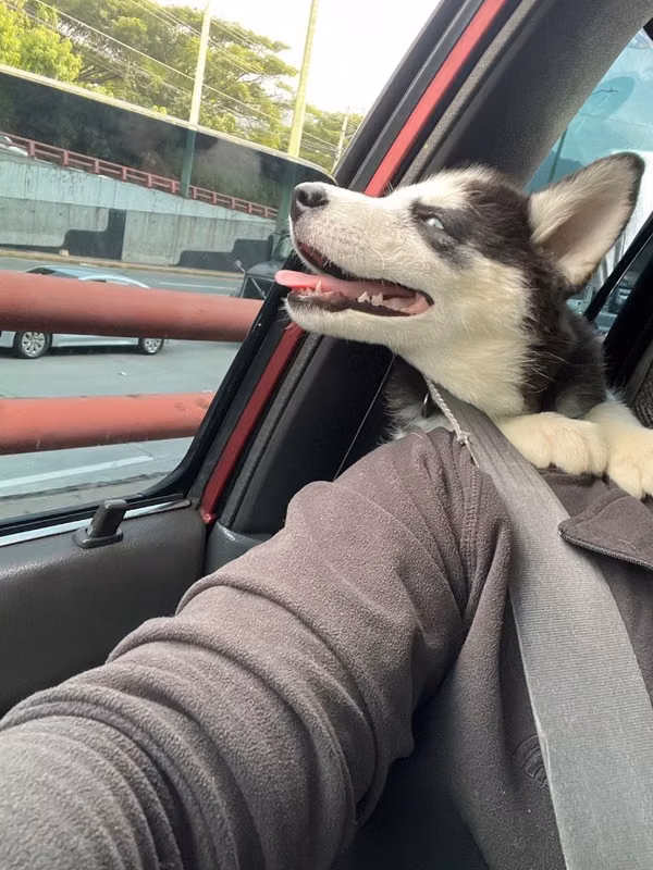 Perrita husky