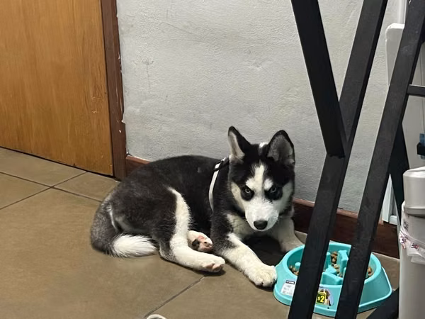 Husky