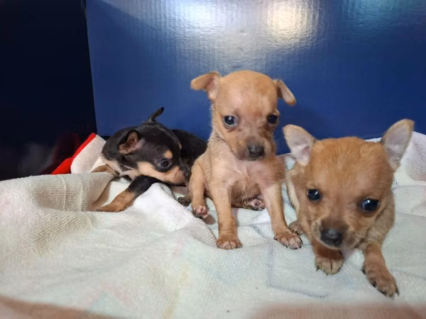 Chihuahua hembra