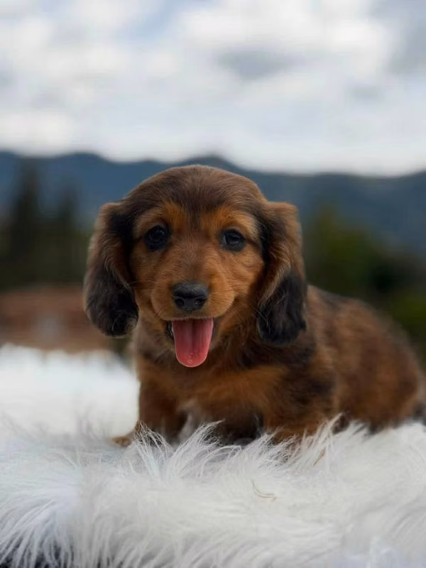 Hermosa cachorrita dachshun salchicha pelo largo