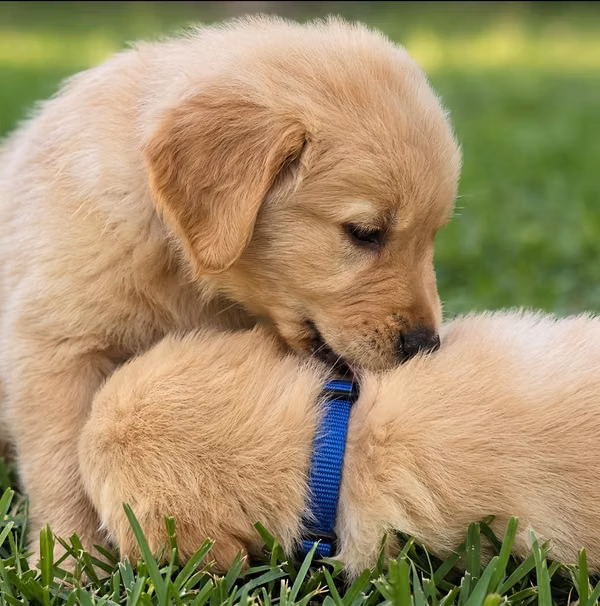 Golden Retriever Pure