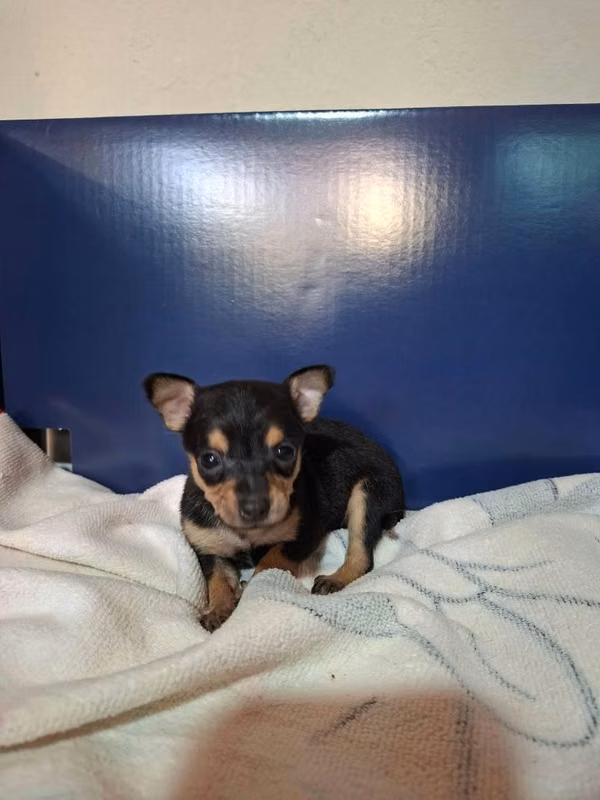 Chihuahua hembra mini