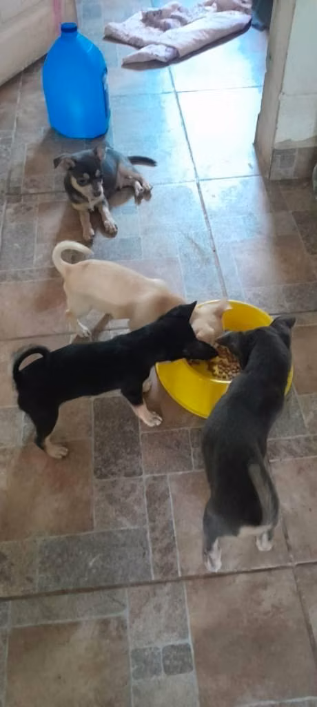 Vendo chihuahua