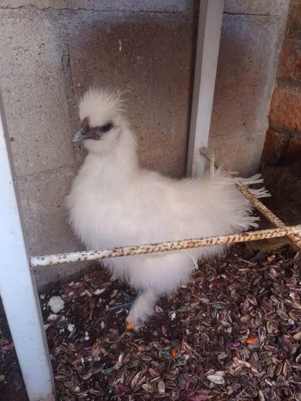 Gallinas japonesas