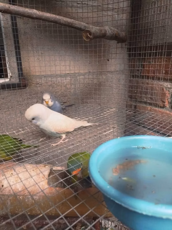 Pericos