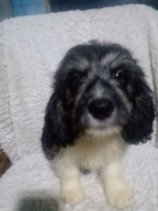 I sell beautiful puppies Cuckers with Maltese