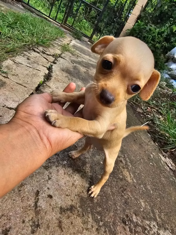 Chihuahua