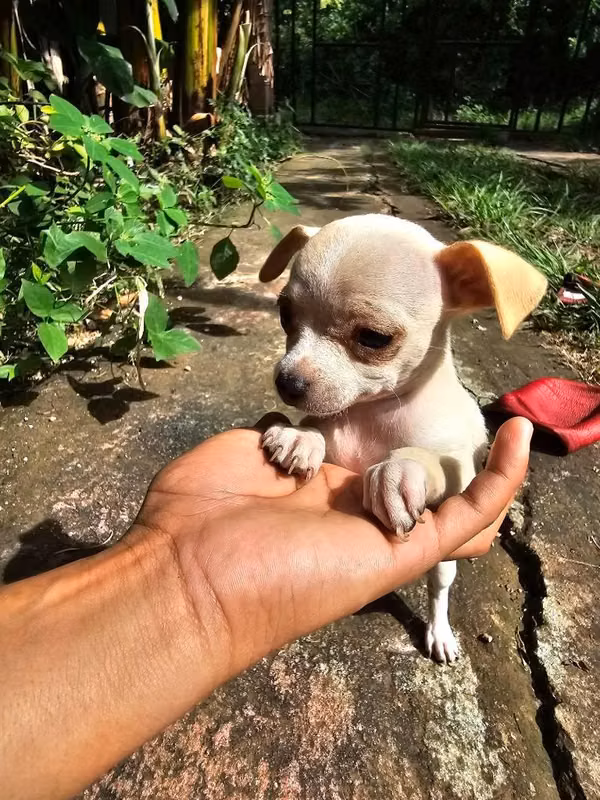 Chihuahua