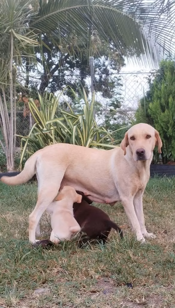 LABRADORAS