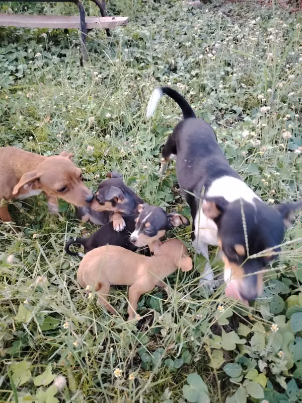 Cachorros chihuahua