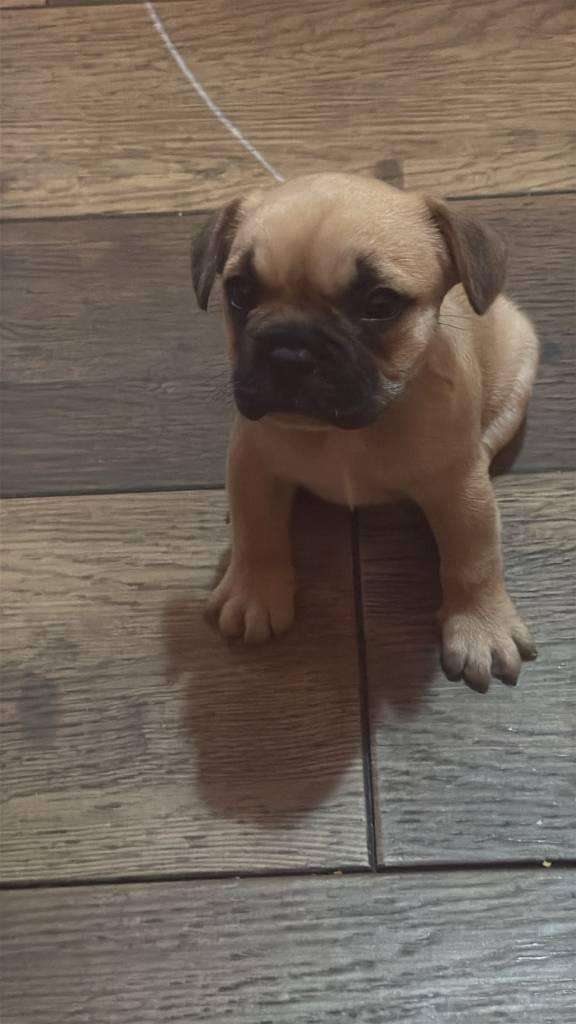 Bulldog frances