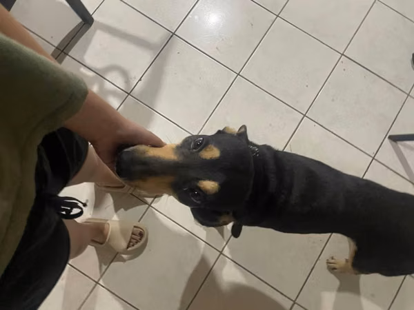 PERRO EN ADOPCIÓN