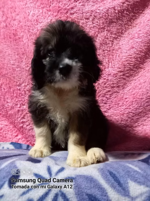 En venta bellos Cockers con Maltés