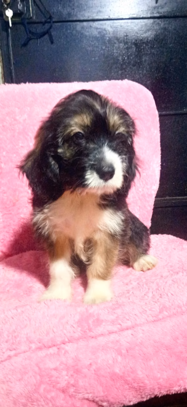 I sell nice puppies Cuckers with Maltese