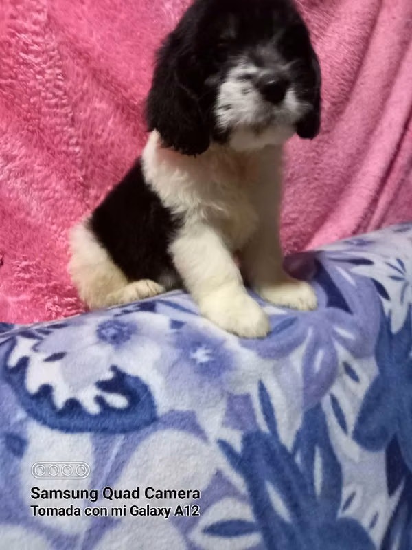 Vendo lindos cachorros Cockers con Maltés