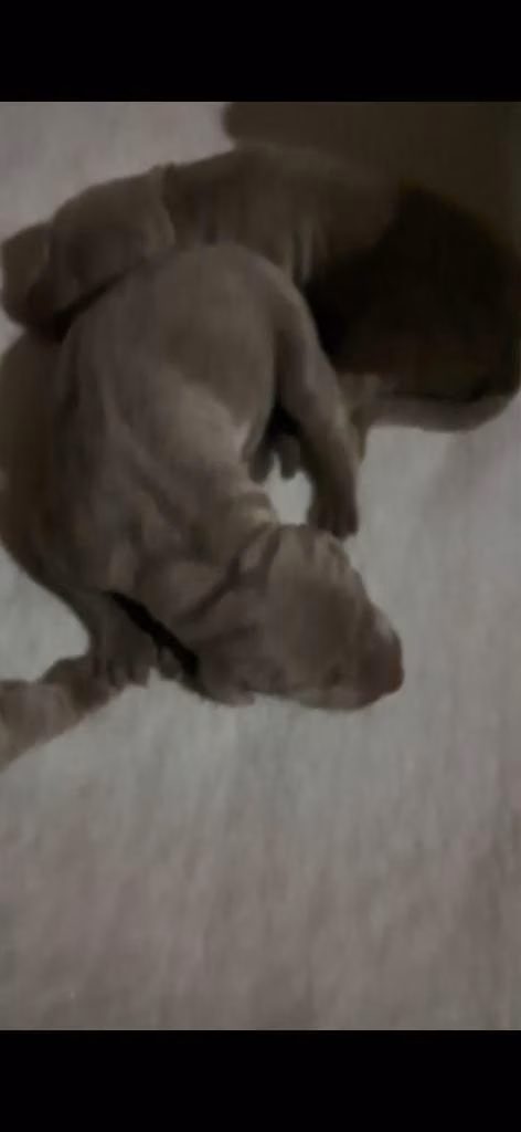 Weimaraner