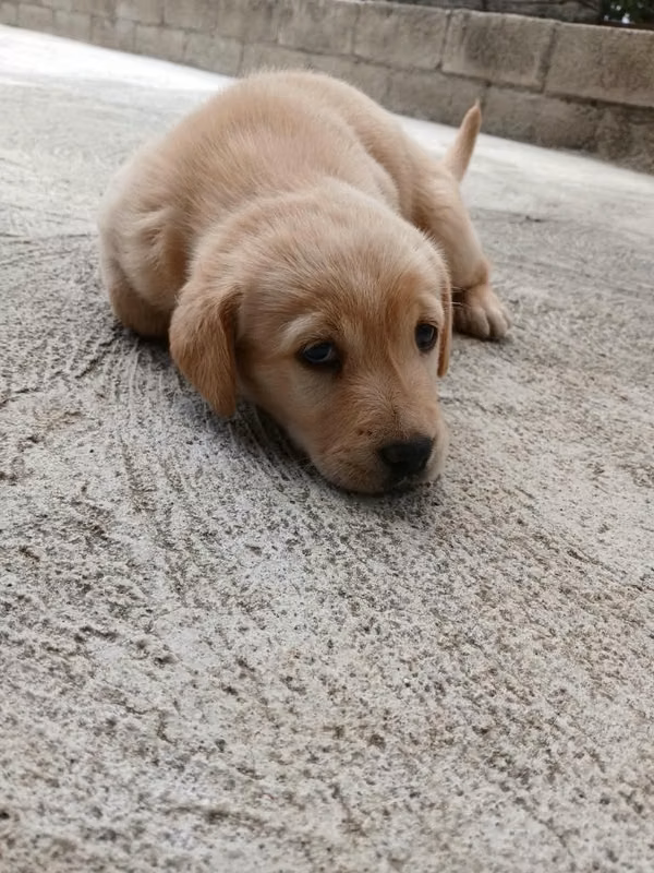Cachorro labrador retriever