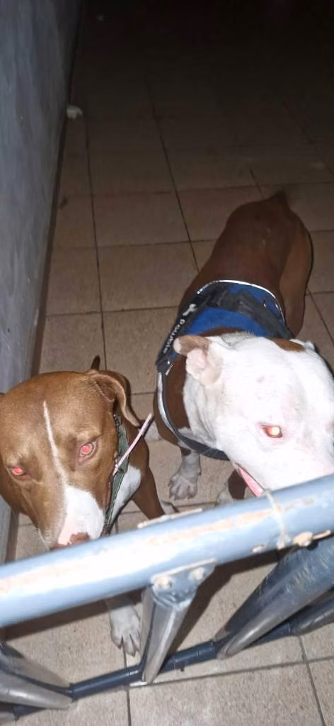 Pitbull Terrier Americano.