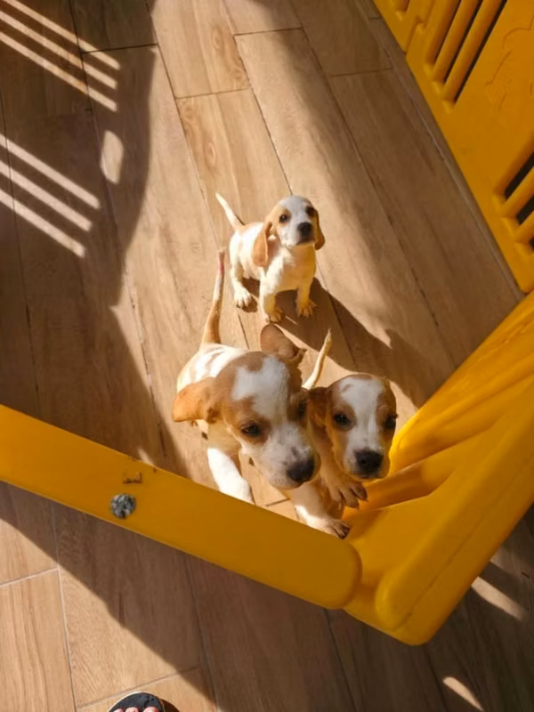 Cachorritas beagle limón 100% puras