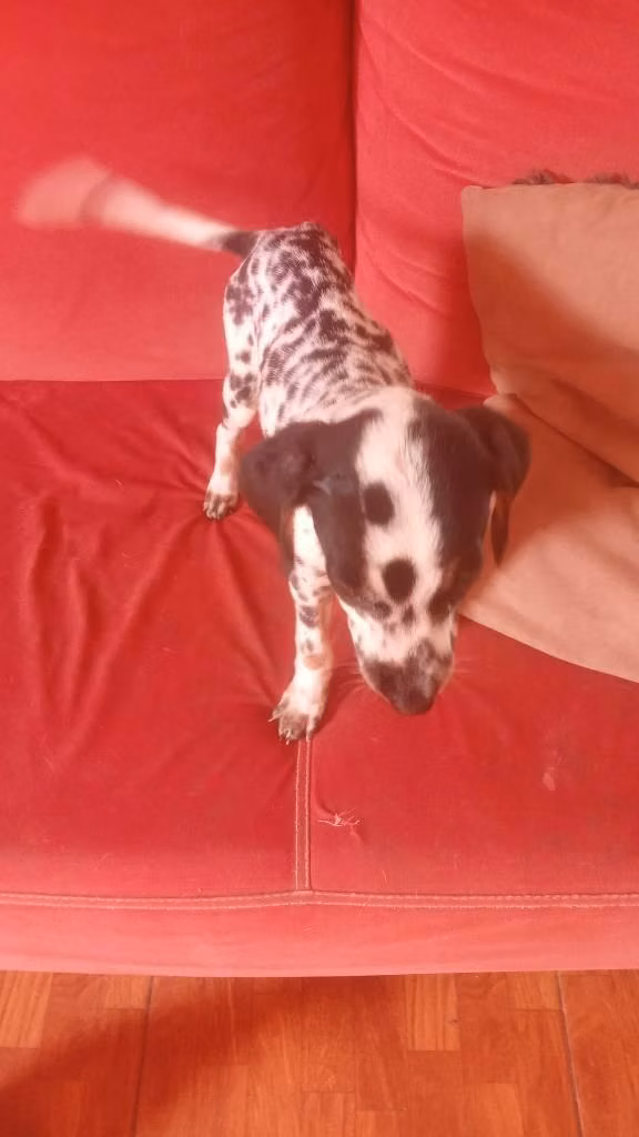 Dalmata