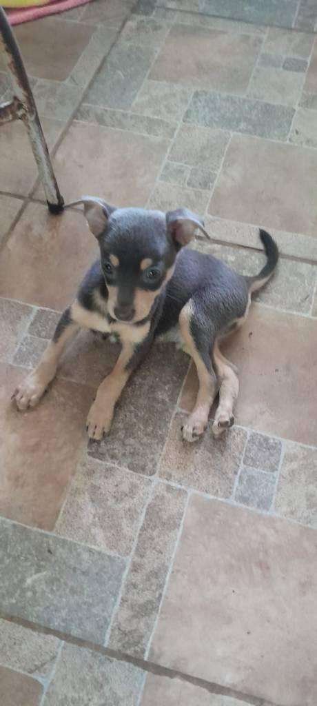 Vendo chihuahua