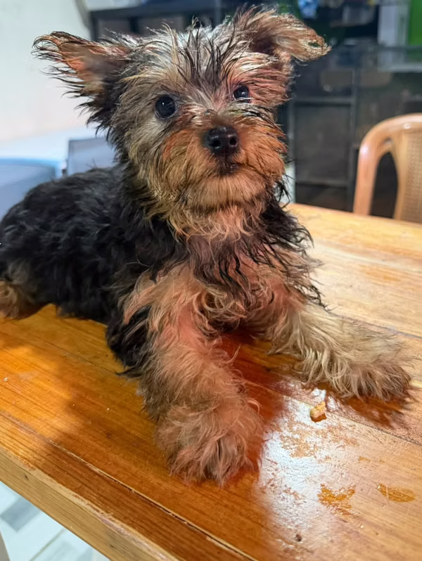 Yorkie Terrier
