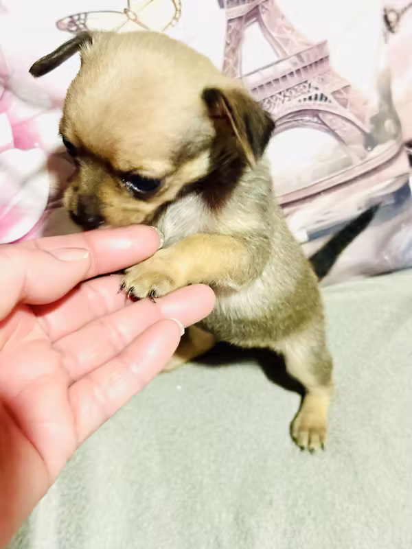 Nice Chihuahua dogs