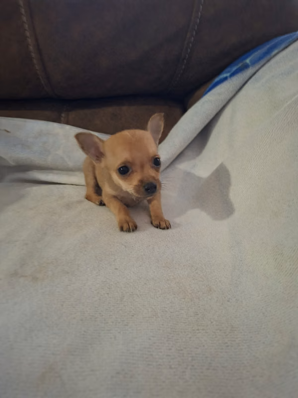 Chihuahua mini female