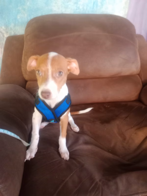 Cachorrita Malchi color pint (white coffee) green eyes