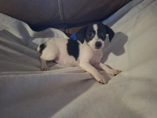 Female Chihuahua