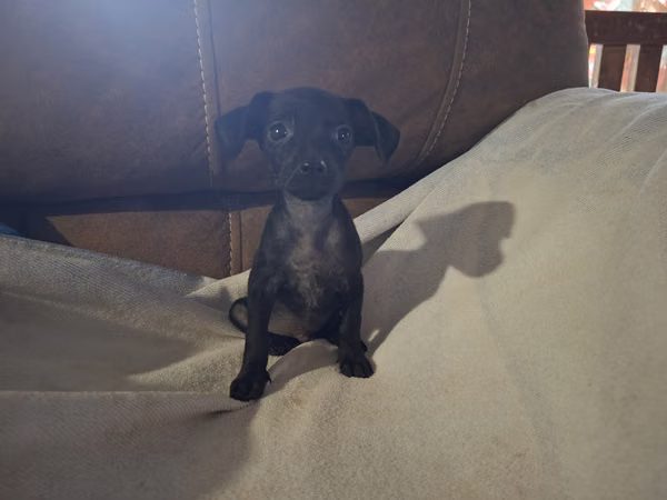 Chihuahua