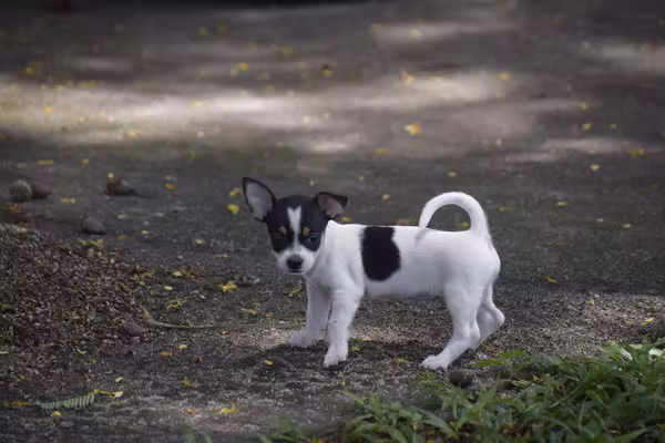Perrita Chihuahua 