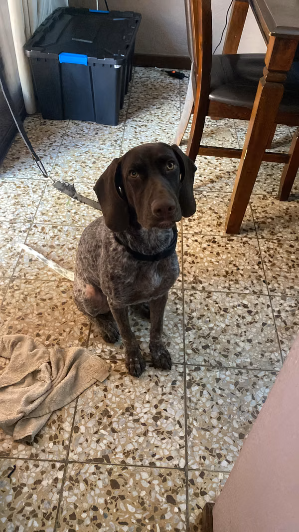 DOY EN ADOPCION PERRO FINO. BRACO ALEMAN