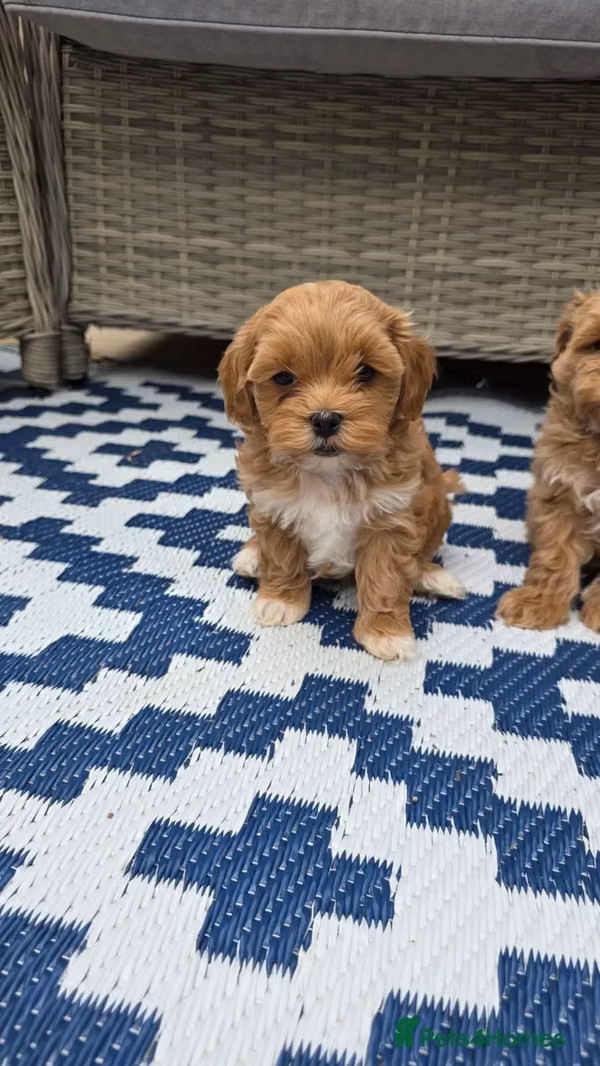Beautiful Maltipoo male and female