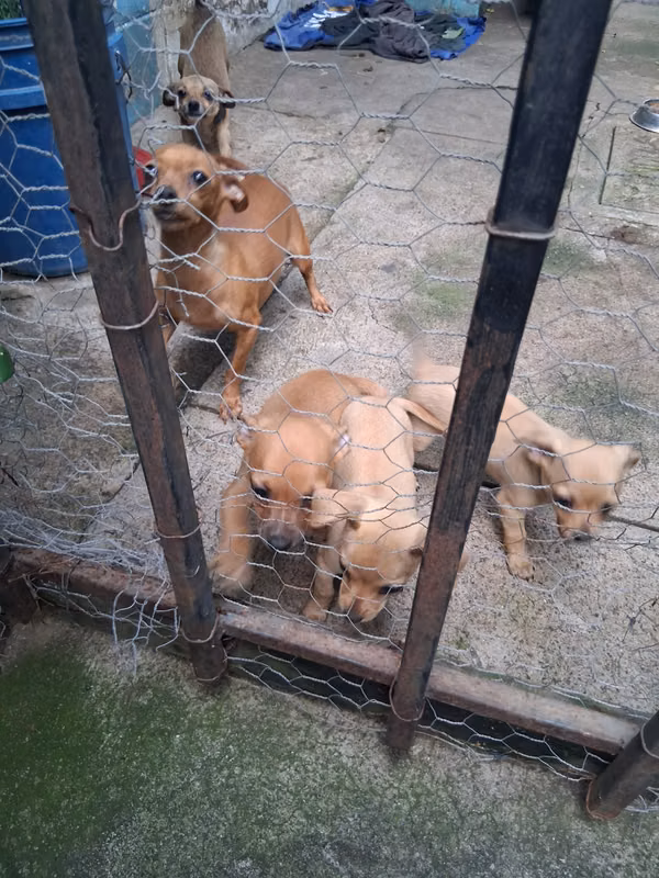 Vendo bonitos chiguguas
