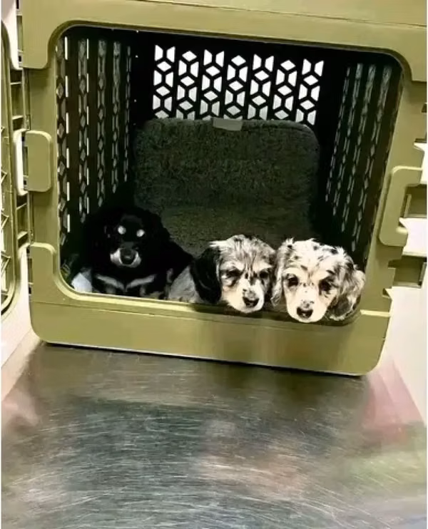 Cachorros machos y hembras en venta
