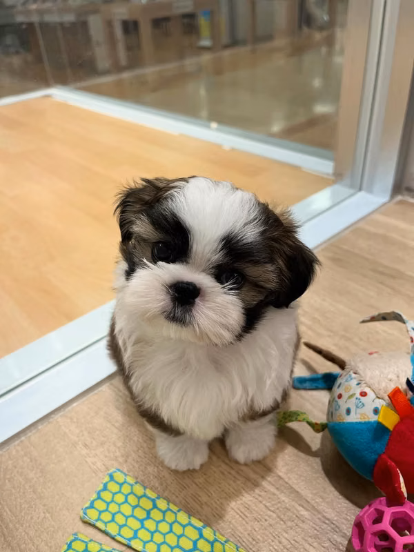 Shih Tzu available to collect