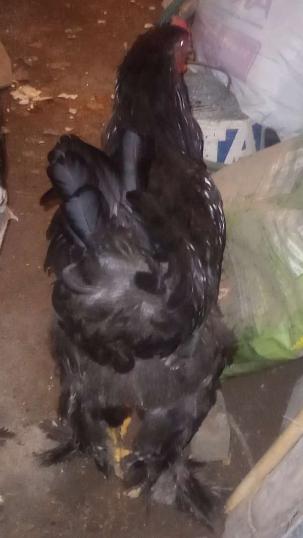 Gallo brahma black