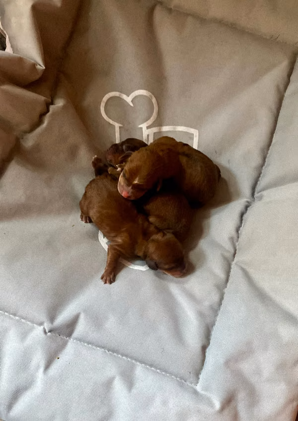 Nice sausage puppies with Maltese