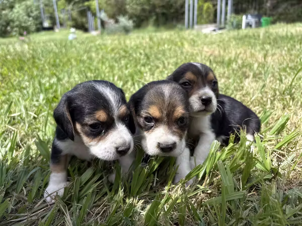 Beagle tricolor